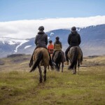 Schöne Islandpferde auf einer Familienreise nach Island.