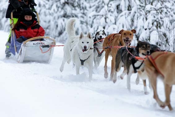 Winterurlaub in Vuokatti in Finnland