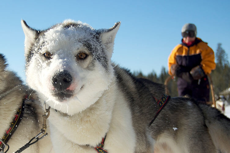 Abenteuerlicher Winterurlaub in Ostfinnland