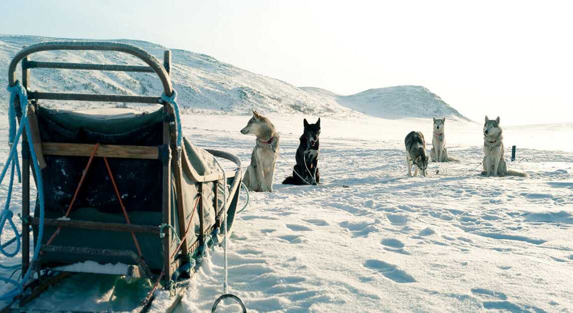 Aktive Winterwoche mit Huskys in Südlappland