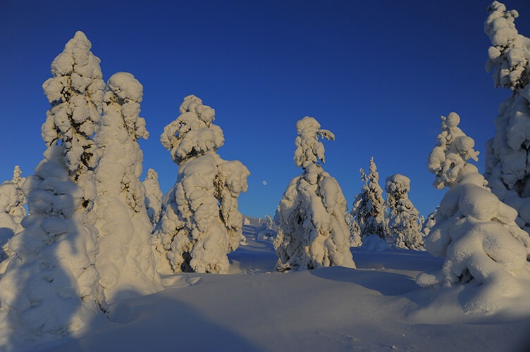 Schneebedeckte Bäume – für solch malerische Landschaften nach Lappland reisen.