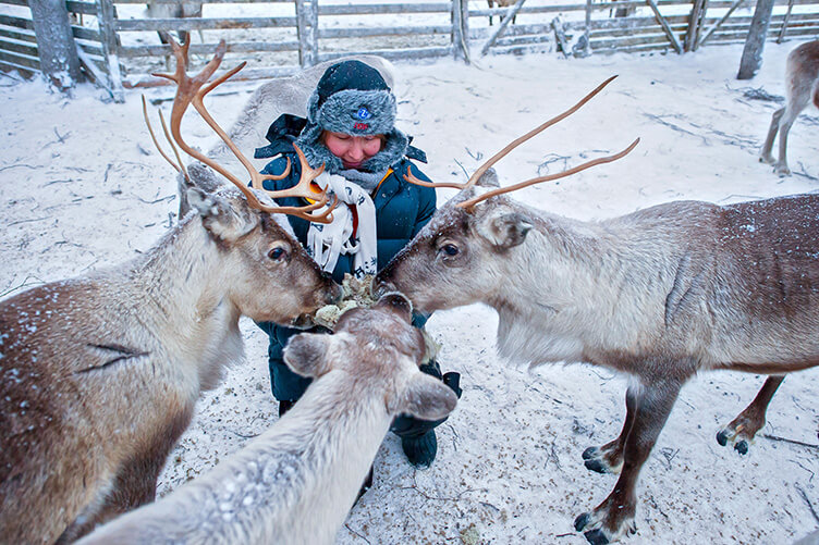 Rentiere im Schnee werden gefüttert – Finnlandwinterurlaub
