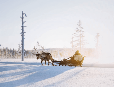 Wildes Lappland: Zu Besuch im finnischen Rentierpark Salla