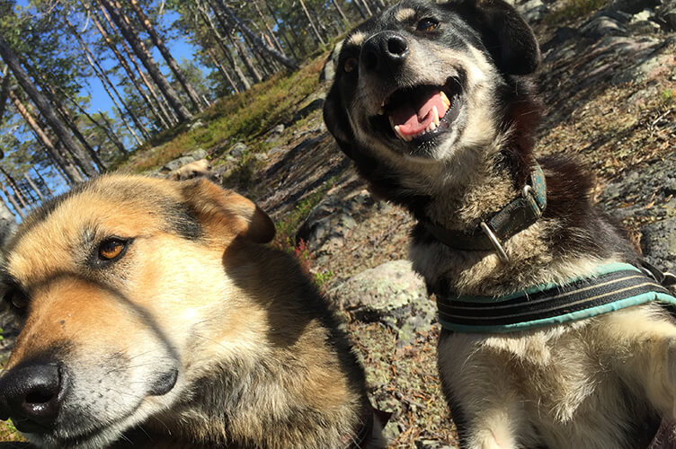 Arktische Wildnis in Schwedisch Lappland. Familienreise mit Kanutour, Wildniswanderung und Huskys