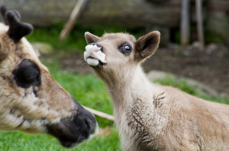 Arktische Wildnis in Schwedisch Lappland. Familienreise mit Kanutour, Wildniswanderung und Huskys