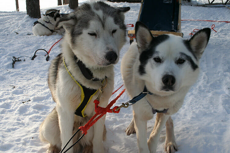 Winterurlaub auf einer Huskyfarm in Südlappland