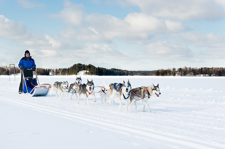Mann während einem Winterurlaub in Finnland im Schnee auf Huskyschlitten, Huskys ziehen ihn durch Schneelandschaft Finnlands