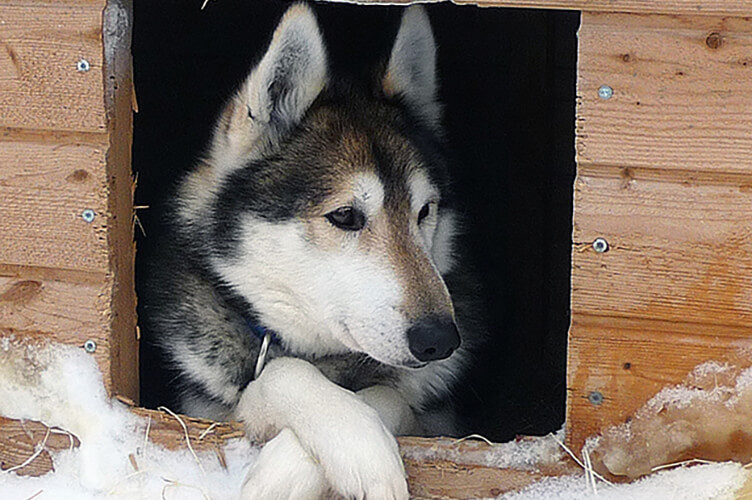 Ein Husky in einer Hundehütte während einem Finnland-Urlaub im Winter