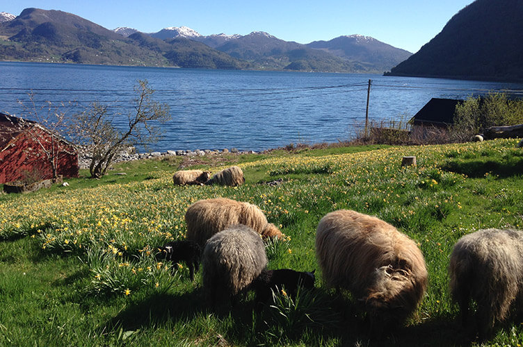 Selbstfahrertour durch Fjordnorwegen