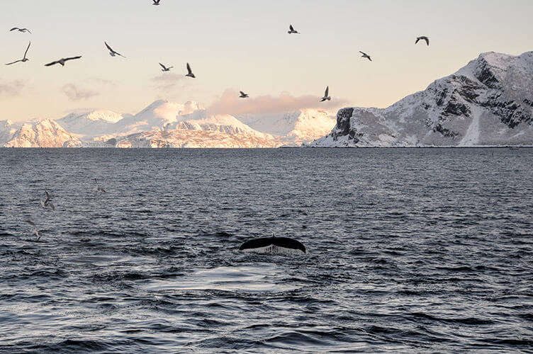 Insel der Wale - Familienreise nach Nordnorwegen