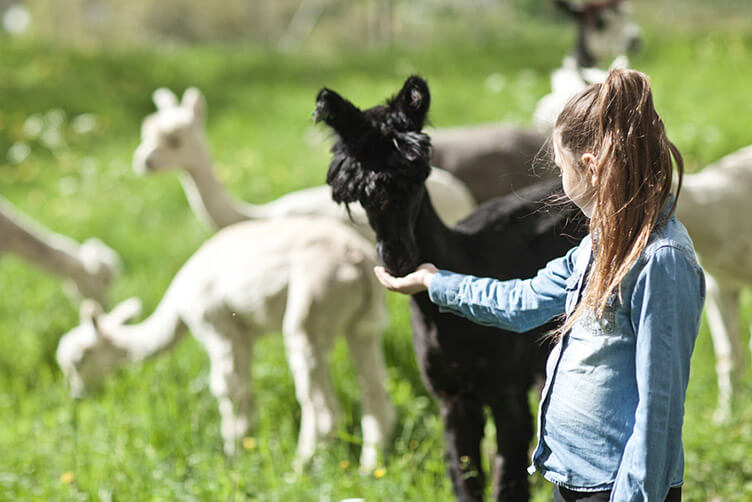 Ein Mädchen füttert ein Lama.