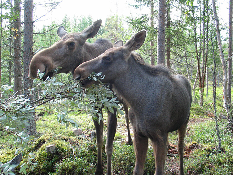 Familienurlaub in der Wildnis