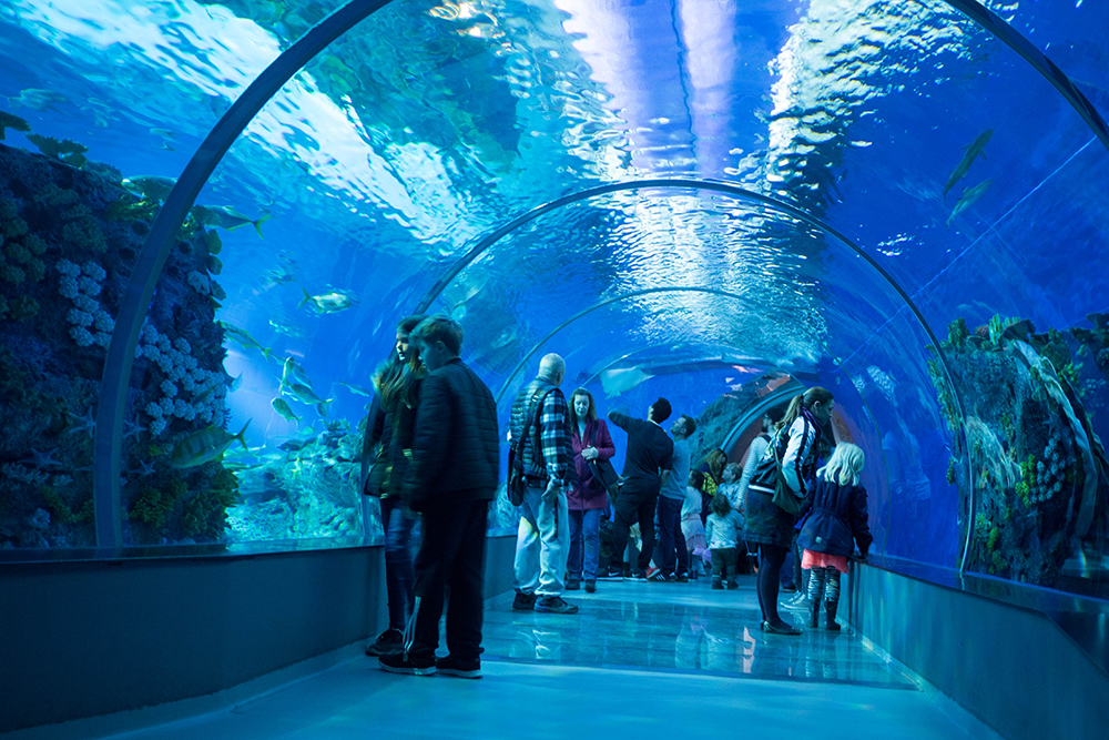 Durch ein großes Aquarium führt ein Tunnel, den Besucher entlang laufen.