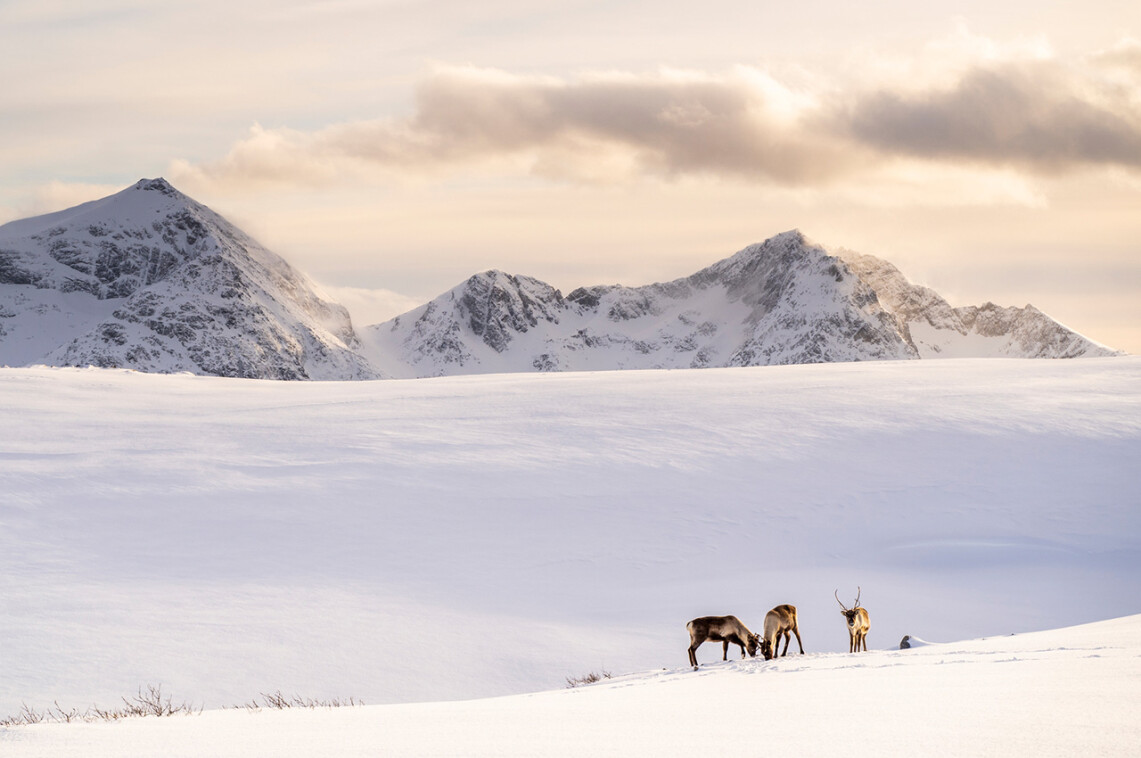 Winterreise auf die Insel Kvaløya bei Tromsø