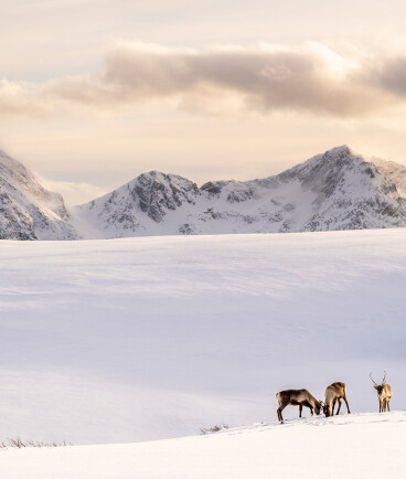 Winterreise auf die Insel Kvaløya bei Tromsø