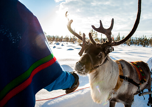Ein Rentier wird durch einen Sami gestreichelt.