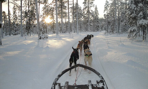 Hundeschlittenfahrt durch den verschneiten Wald