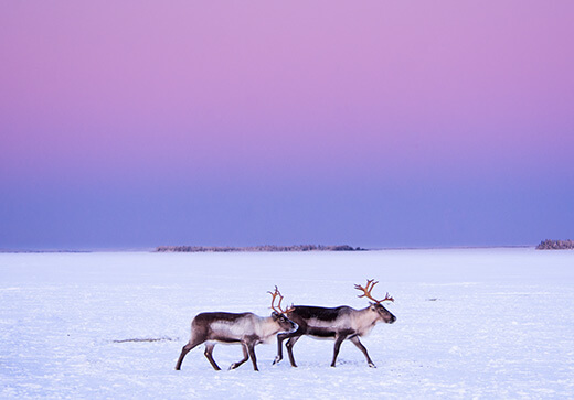 zwei Rentiere laufen über das zugefrorene Meer in der Dämmerung.