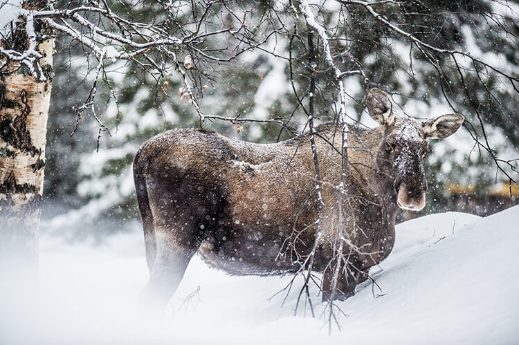 Ein Elch steht im verschneiten Wald