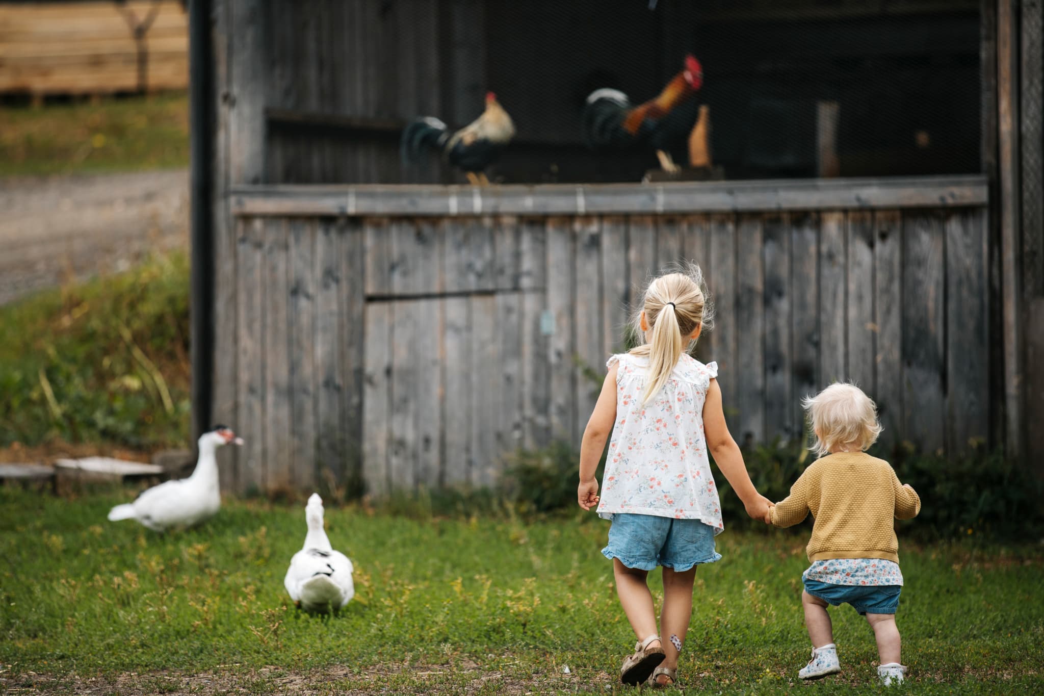 Zwei Kinder laufen Hand in Hand auf einem Bauernhof.