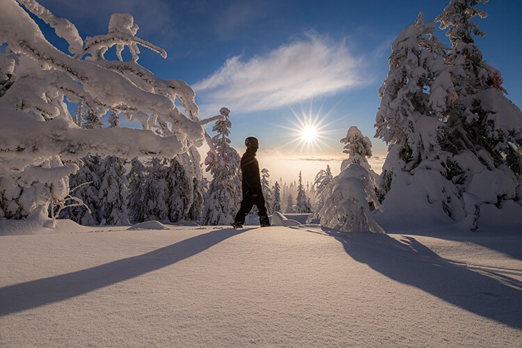 Schneebedeckte Bäume und die Sonne im Hintergrund