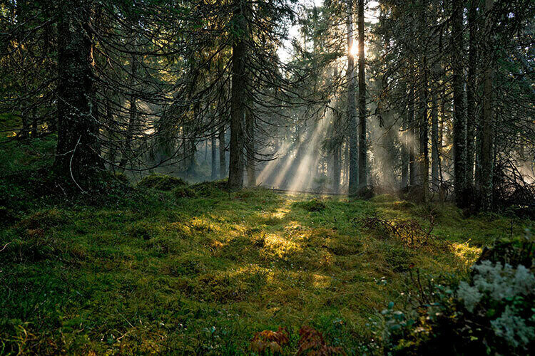 Sonne scheint durch Bäume im Wald.