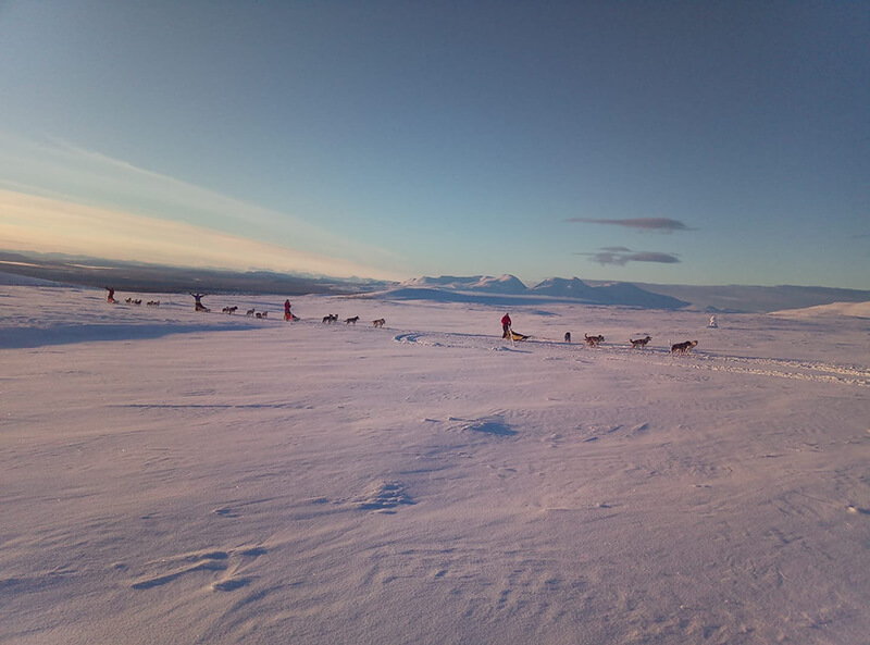 Huskyschlitten fahren durch eine verschneite Landschaft