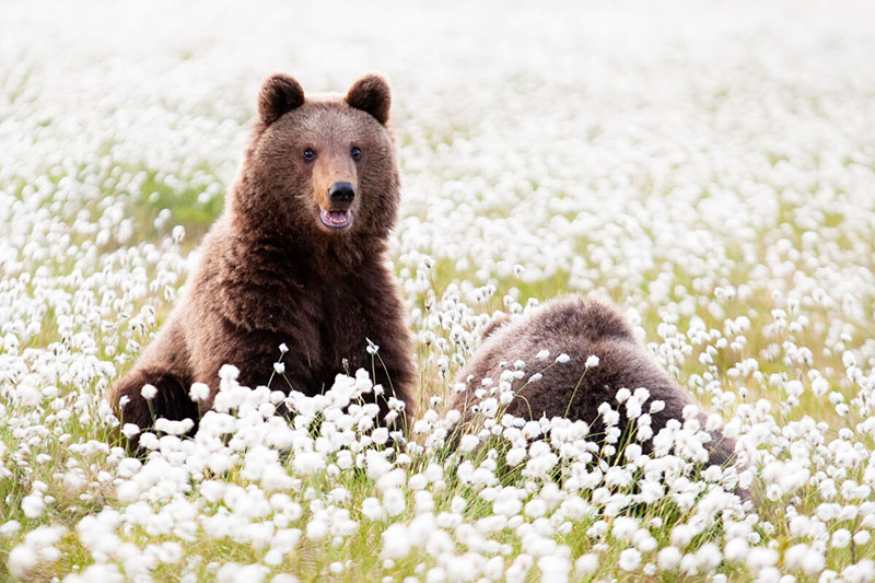 Zwei Bären in einem Feld voller Blumen