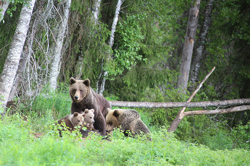 Bärenmutter mit drei jungen Bären