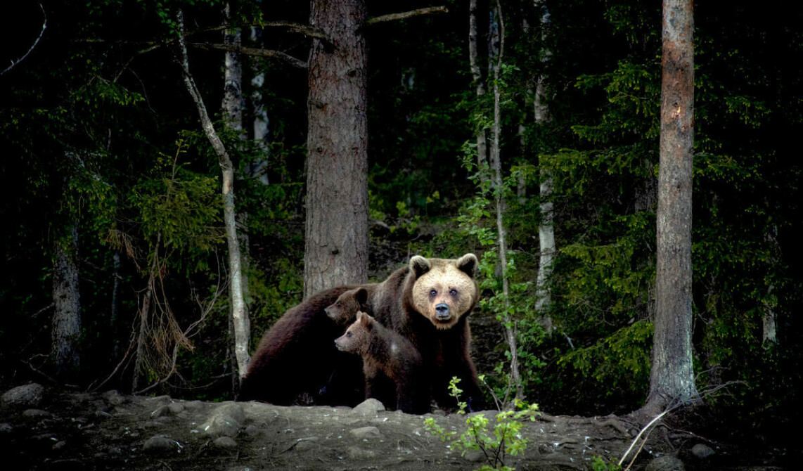 Braunbären- die Könige der Wälder