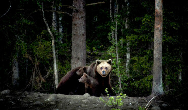 Braunbären- die Könige der Wälder