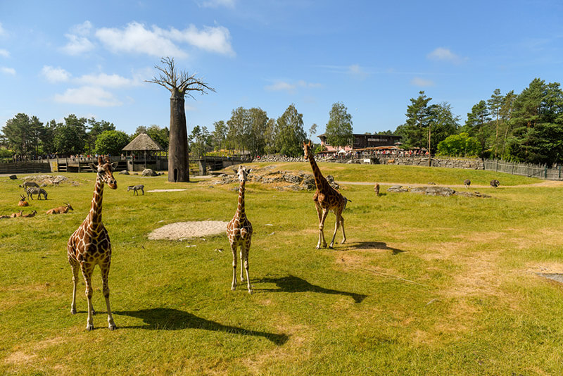 Drei Giraffen in Tiergehege mit Zebras im Hintergrund
