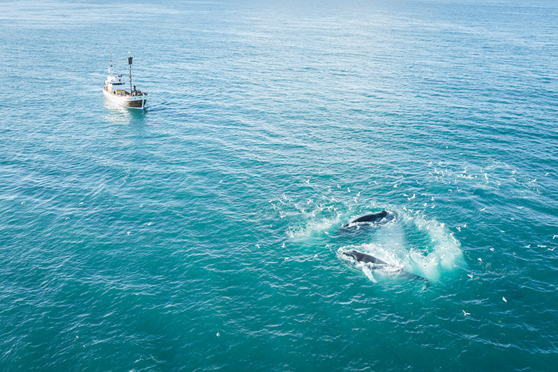 Zwei Wale aus der Luftaufnahme. In der Nähe treibt ein kleines Schiff.