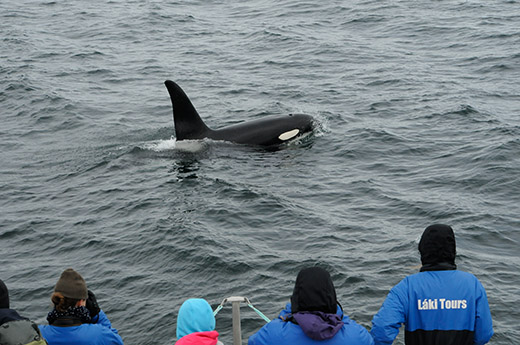 Touristen beobachten einen Orca im Wasser