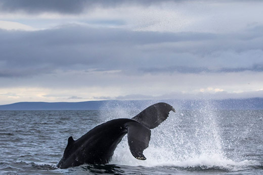 Eine schwarze Walfinne ragt aus dem Wasser
