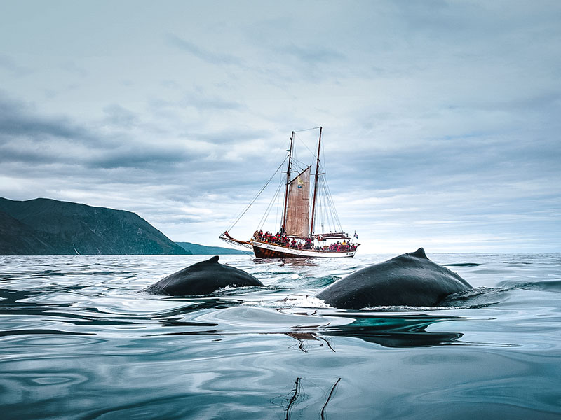 Zwei Walrücken ragen vor einem Schiff aus dem Wasser