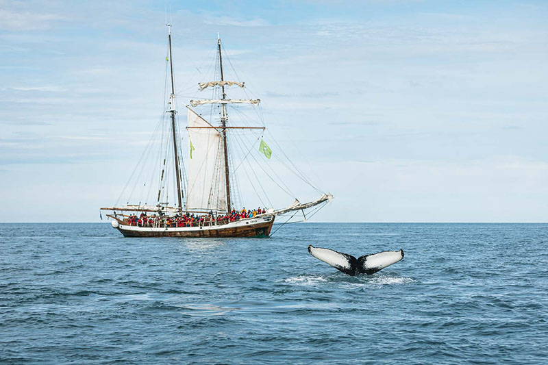 Walfinne ragt aus dem Meer. Im Hintergrund ist ein Schiff mit Touristen