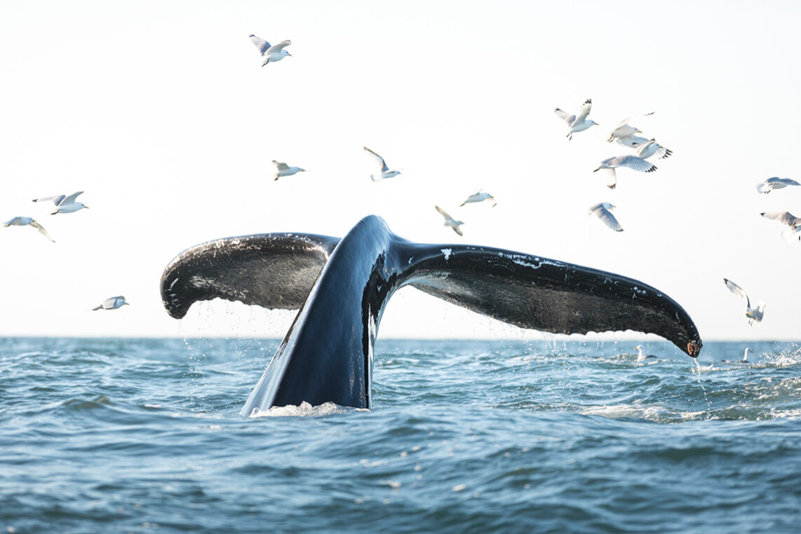 Wale – Islands gigantische Inselbewohner