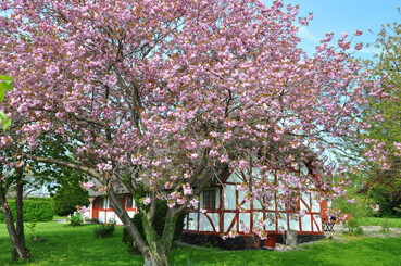 Ein rosa blühender Baum steht vor einem alten Fachwerkhaus.