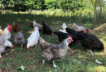 Zahlreiche Hühner picken auf der Wiese nach Körnern.