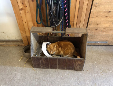 Eine orangefarbene Katze sitzt in einem alten Holzkasten.