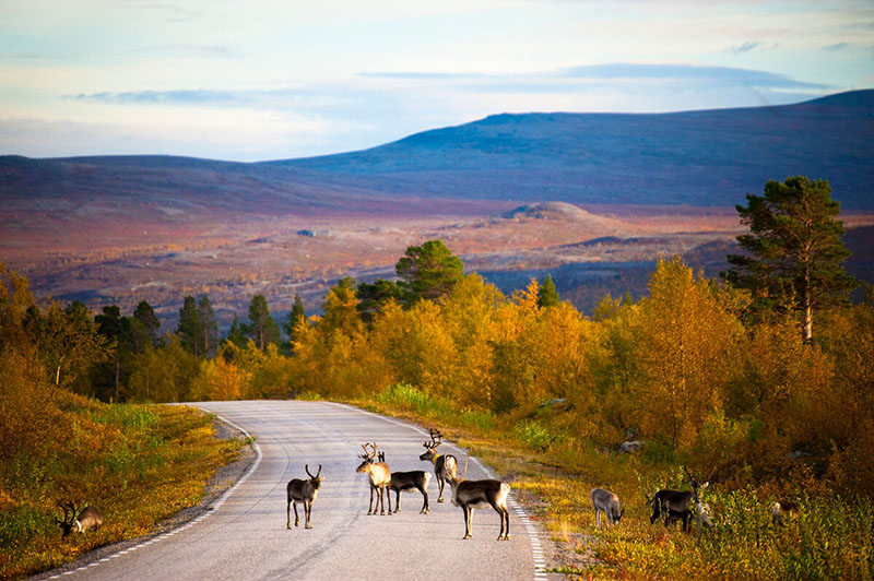 Mehrere Rentiere auf einer leeren Straße in Lappland.