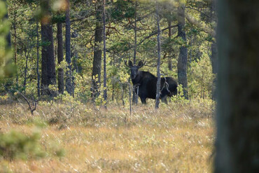 Ein Elch im Wald gesichtet bei einer Elchsafari in Schweden