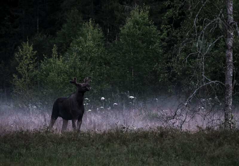 Ein großer Elch gesichtet auf Elchsafari in Schweden