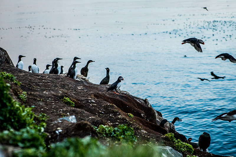 Mehrere Seevögel auf einem erdigen Hang am Meer. Teile der Gruppe fliegen raus aufs Meer.