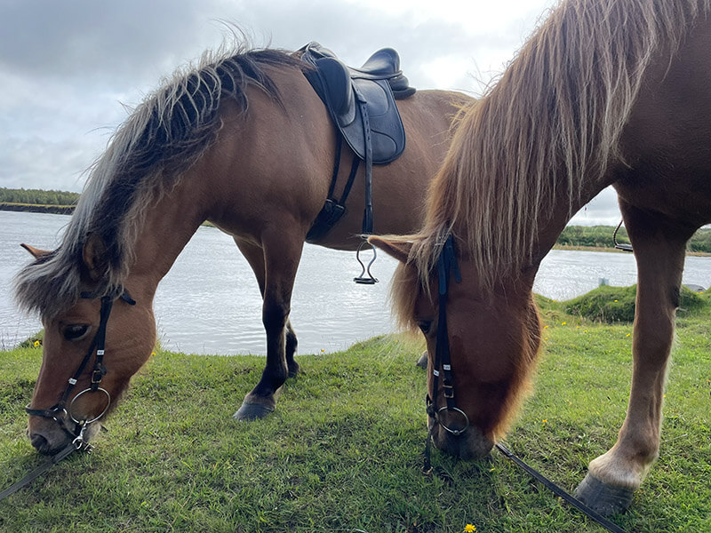 Zwei braune Islandpferde grasen am Fluss.