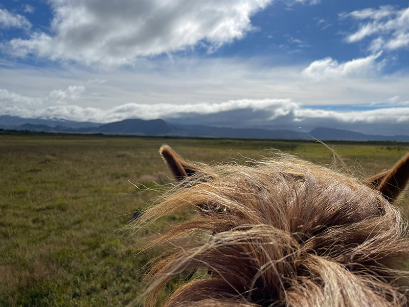 Nahaufnahme von Pony und Mähne eines Islandpferds. Im Hintergrund ist die isländische Landschaft zu sehen.