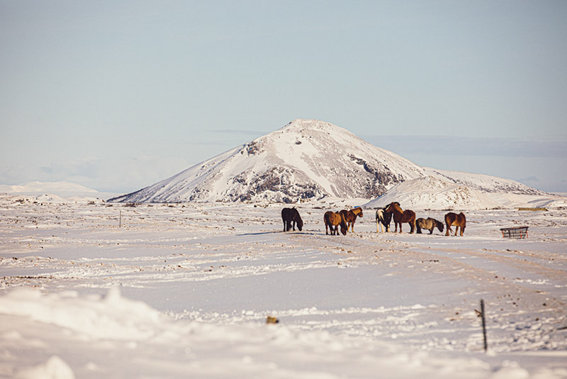 Eine Herde Islandpferde steht in einer schneebedeckten Landschaft.