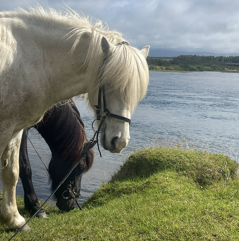 Schwarzes und weißes Islandpferd am Wasser.