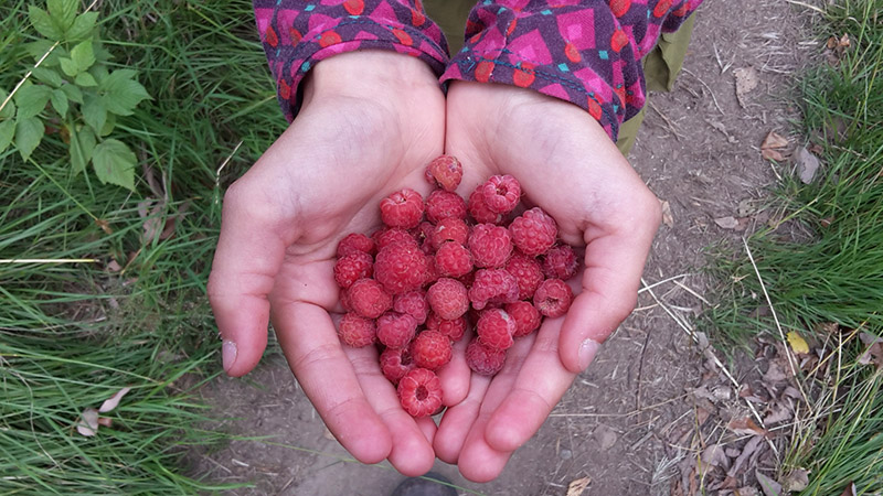 Eine Hand voll Himbeeren